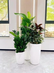 宁波江北绿植租赁，实惠之选，让空间焕发生机！