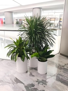 探寻宁波花木租摆设计秘诀,让绿植点亮生活空间