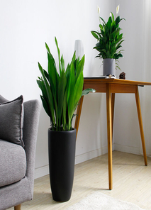 选专业盆景出租，看宁波海曙风采