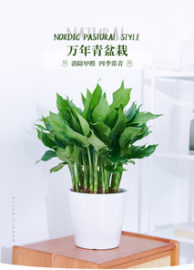 探寻宁波北仑绿化养护公司，解锁绿植繁茂秘诀