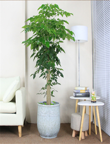 揭秘杭州湾哪家绿植租摆好，速来一探究竟！