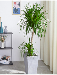 余姚花木租赁超专业，多样绿植扮靓生活空间