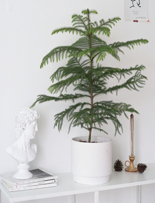 选专业盆景出租，看宁波海曙风采