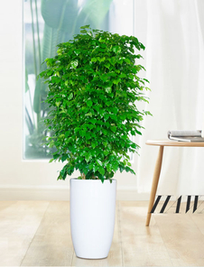 海曙绿植租摆公司