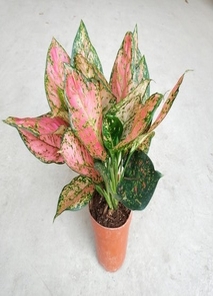 北仑专业植物出租，给您优质租赁体验