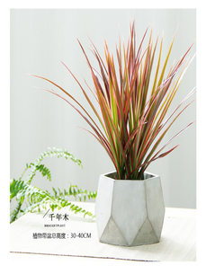 探秘宁波前湾植物租摆，解锁绿色生活新方式！