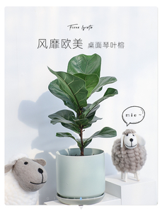 宁波江北花卉租摆方案