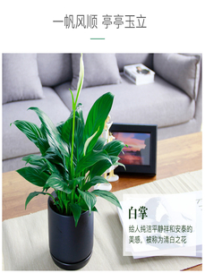 前湾绿化修剪进行时，快来见证绿色蜕变！