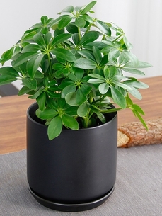 杭州湾花木租赁，实惠价打造梦幻空间！