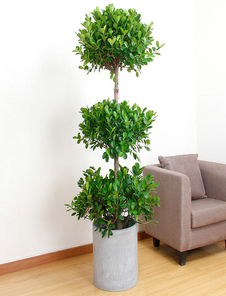 奉化绿化修剪哪家佳？全方位对比为你揭晓答案