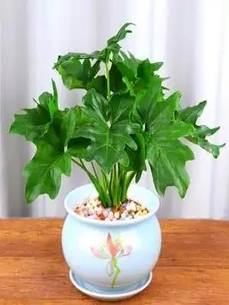 镇海植物租摆公司，专业绿植租赁超省心！