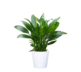 速看！宁波北仑花卉租摆价格大揭秘