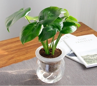 超赞！宁波奉化绿化养护，服务堪称一绝！