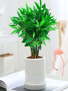 专业盆景出租，让宁波北仑焕发生机活力