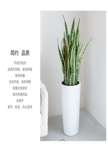 探寻北仑盆景租赁，解锁别样绿植装饰新体验