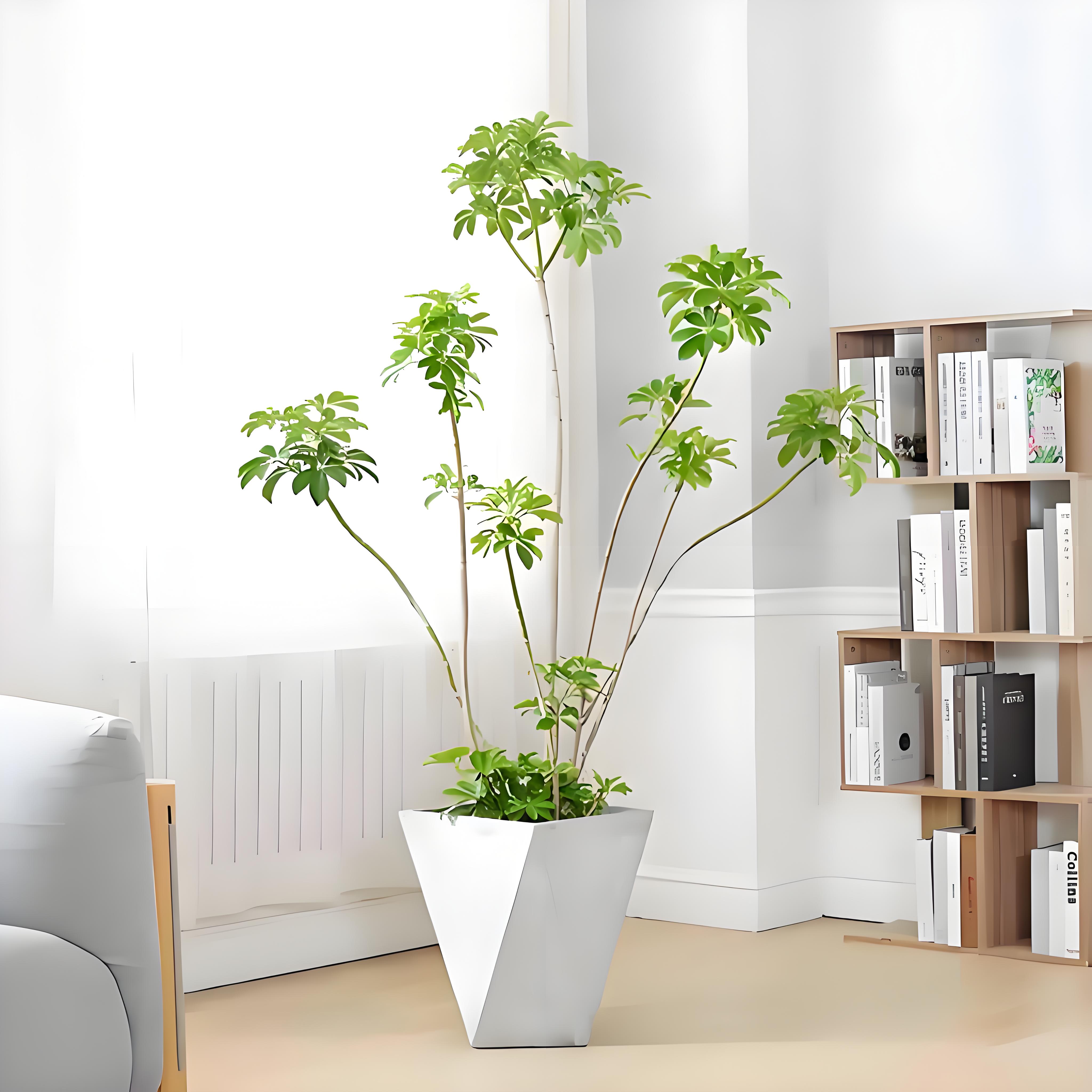 “超惊喜！前湾植物出租价格亲民，绿植美家不是梦！验