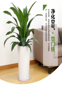 想找实惠花木租摆？宁波奉化这里超合适！