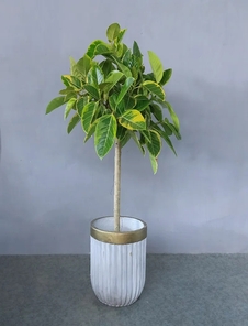 鄞州植物租摆价格全解析，快来看看合不合适！亡