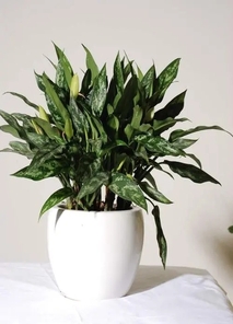 奉化花木租赁哪家强？这份指南帮你挑出优质之选